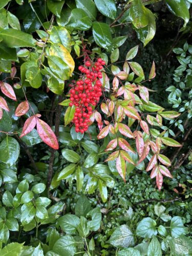 2025年12月4日 #0099　転ばぬ先の杖は百も承知。なのに準備しない理由は？