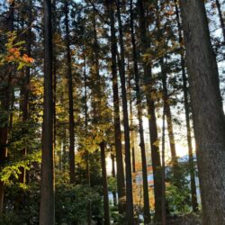 2025年12月22日 #0104　冬至の夜。親の小言と冷たい酒は必ず後で効くとは限らない。