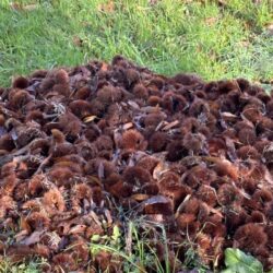 2025年12月15日 #0102　その栗のイガ、どうしますか？