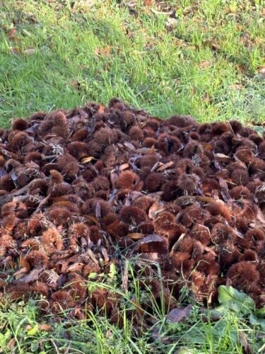 2025年12月15日 #0102　その栗のイガ、どうしますか？