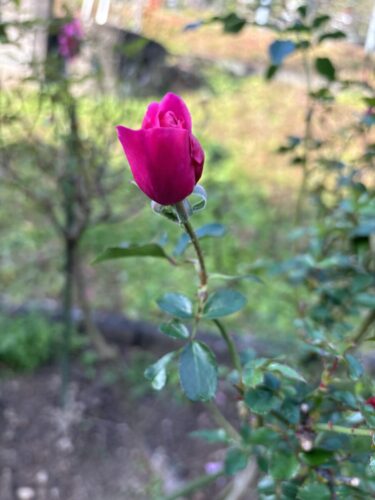 2026年01月08日 #0109　『ケの日』への戻し上手は資産形成が上手くなる