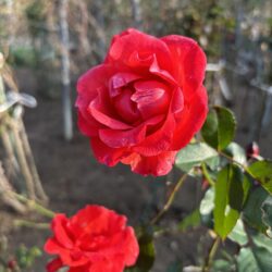 2026年01月15日 #0111 成人になったら