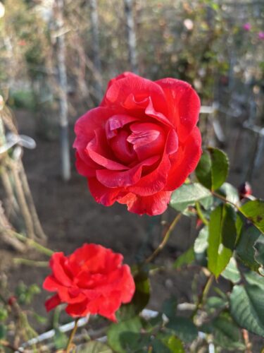 2026年01月15日 #0111 成人になったら