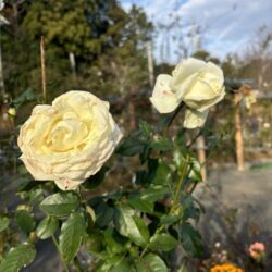 2025年12月25日 #0105 サービス提供者とサービス受益者の意識や労力の適正距離