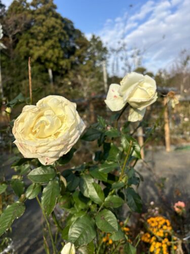 2025年12月25日 #0105 サービス提供者とサービス受益者の意識や労力の適正距離